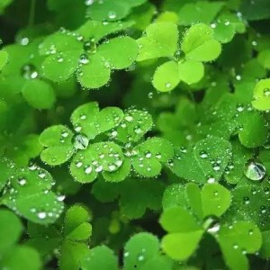 国产人人草,人人草，绿色健康生活新选择